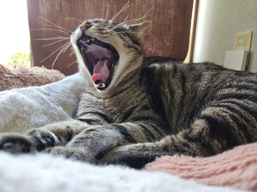 アクビマメ君