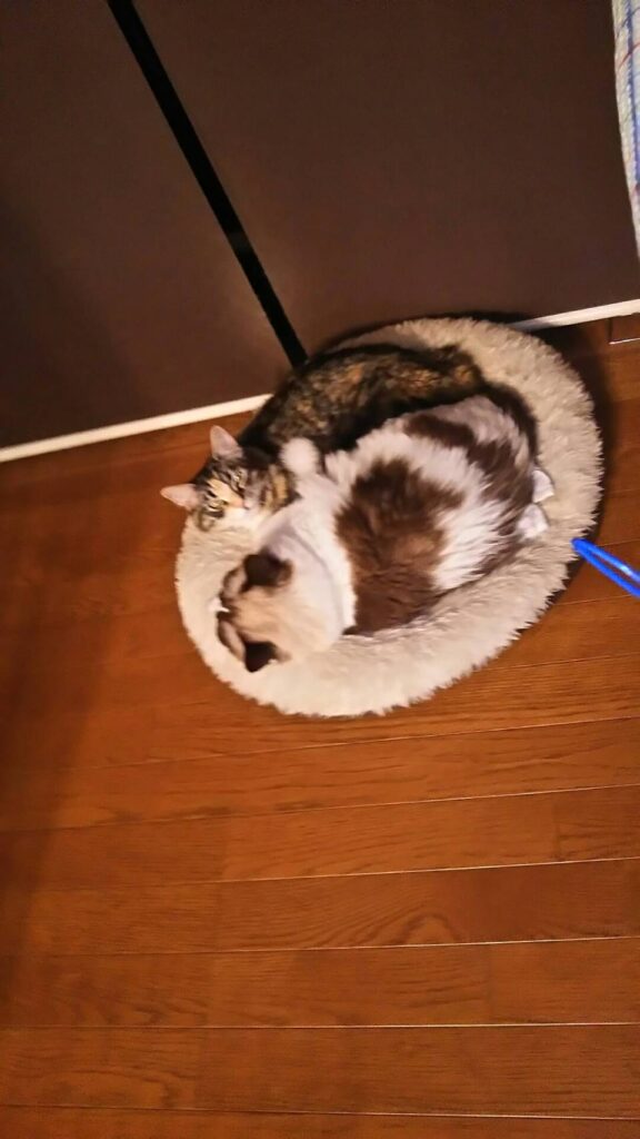 ラグ