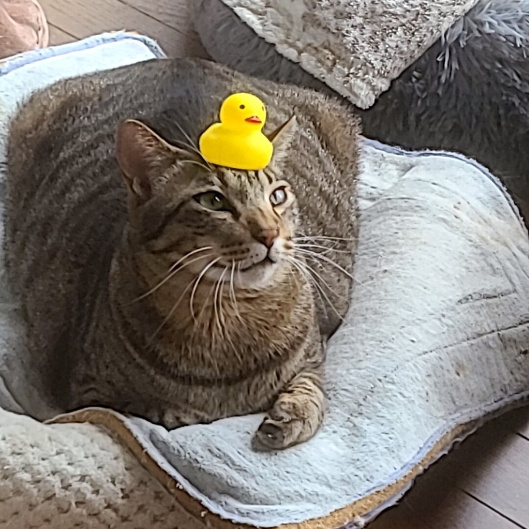 猫達の生活区域