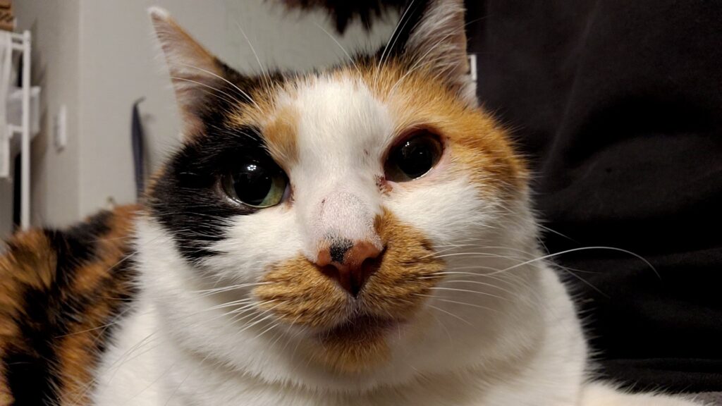 幸子