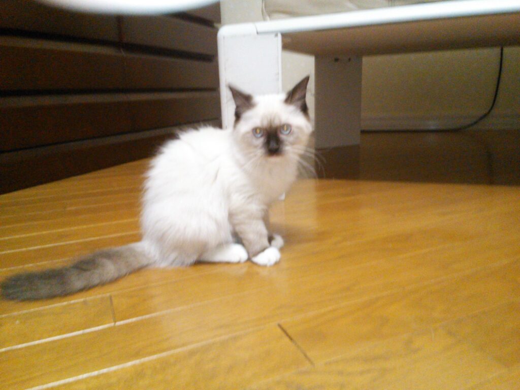 姫ちゃん