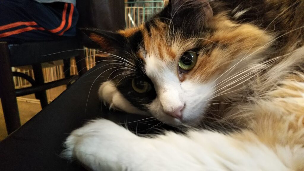 チャチャ