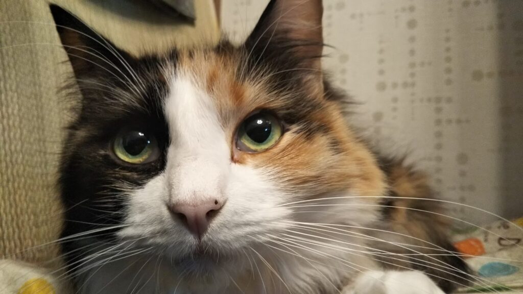 チャチャ