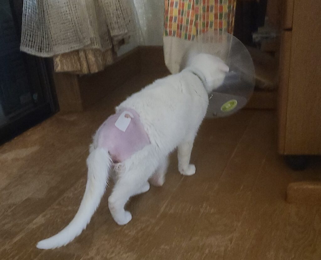 ハクちゃん