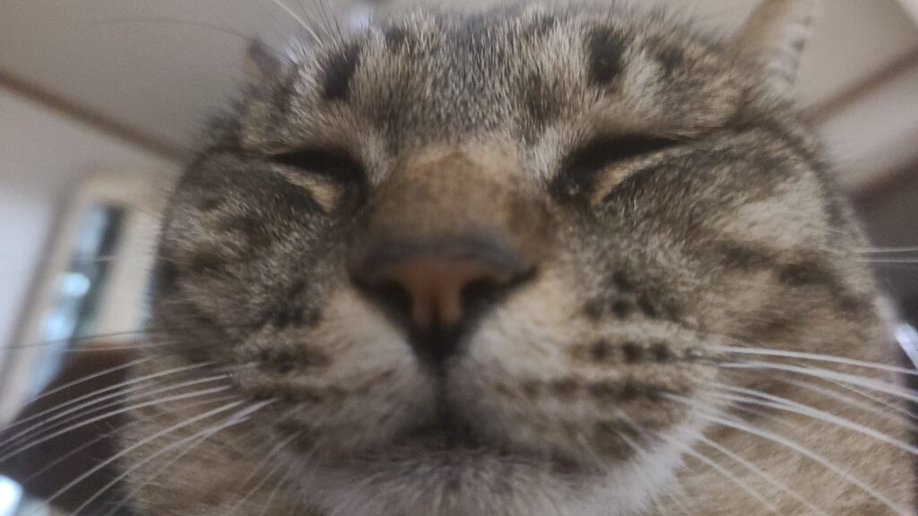 リンちゃん