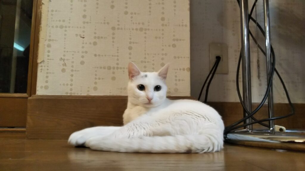ハクちゃん

