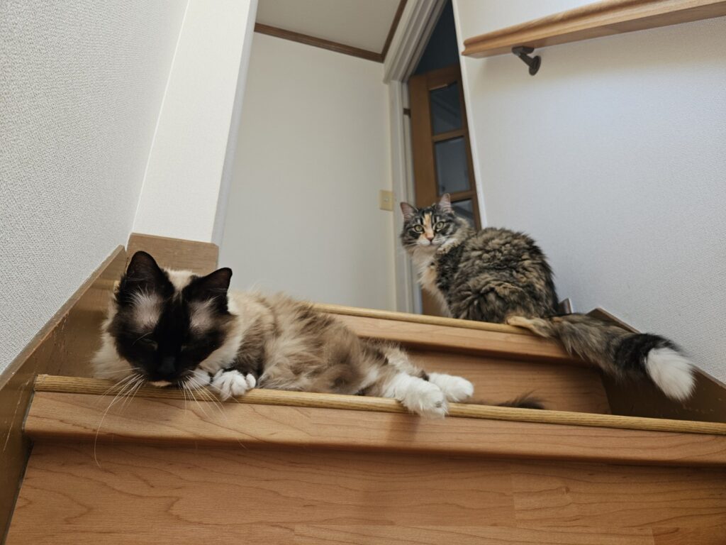 チロ