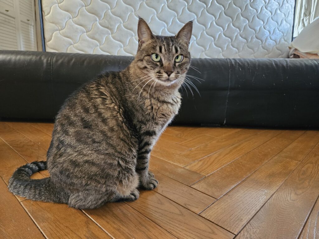 リンちゃん