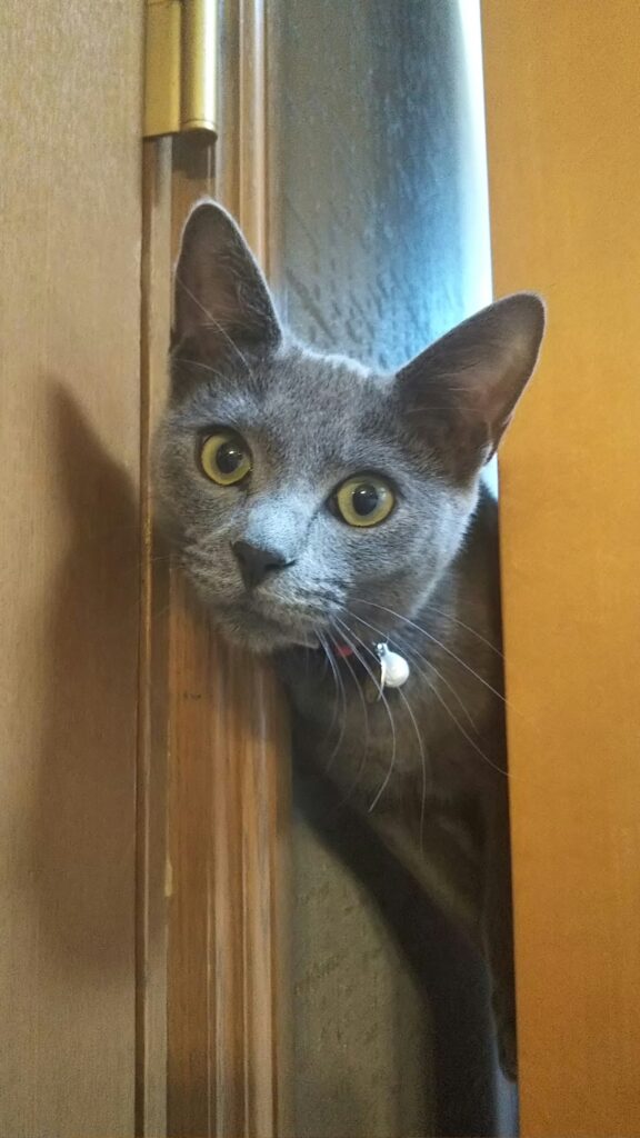 アオちゃん
