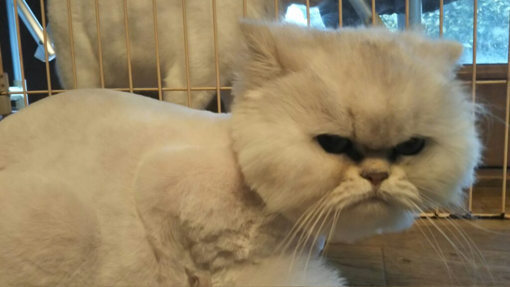 ベルちゃん