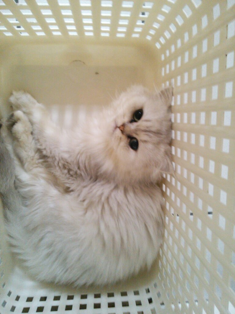 ベルちゃん