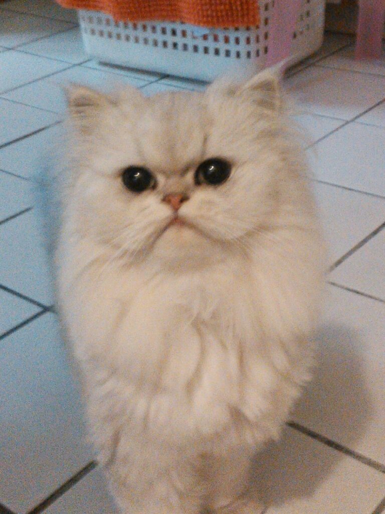 ベルちゃん