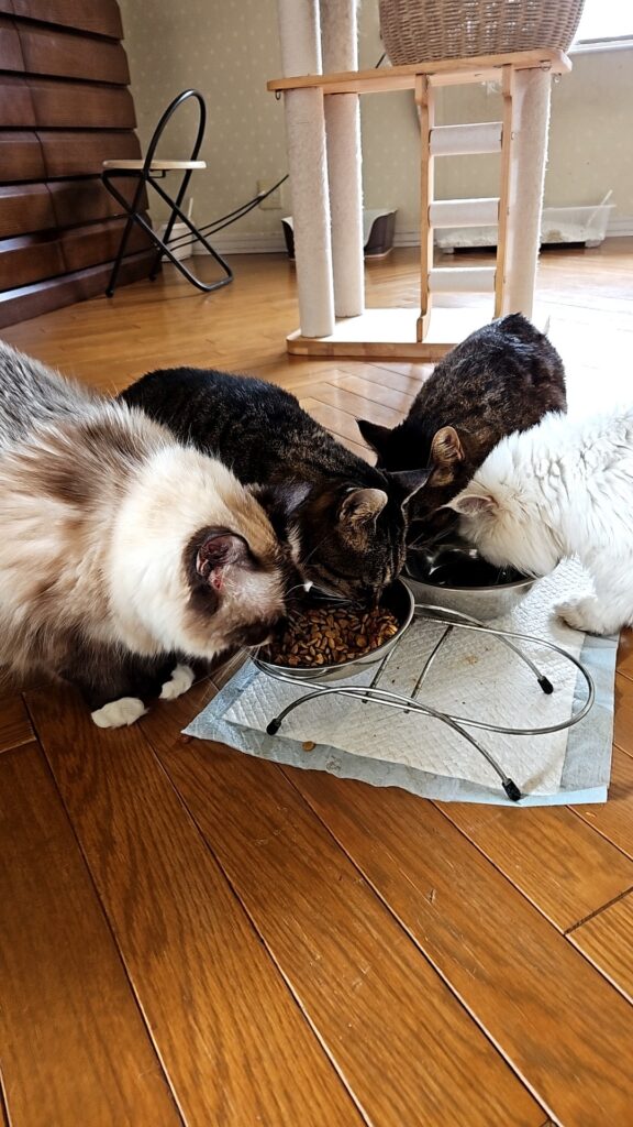 猫達の生活区域