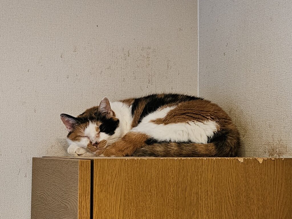 猫達の生活区域