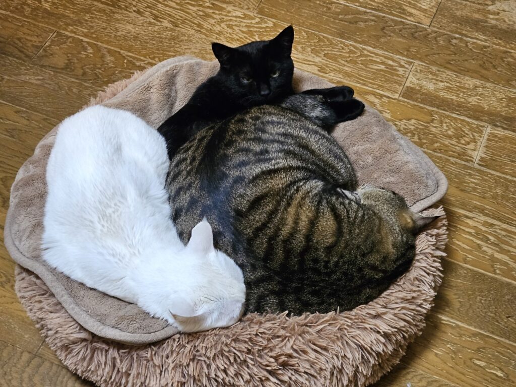 猫達の生活区域