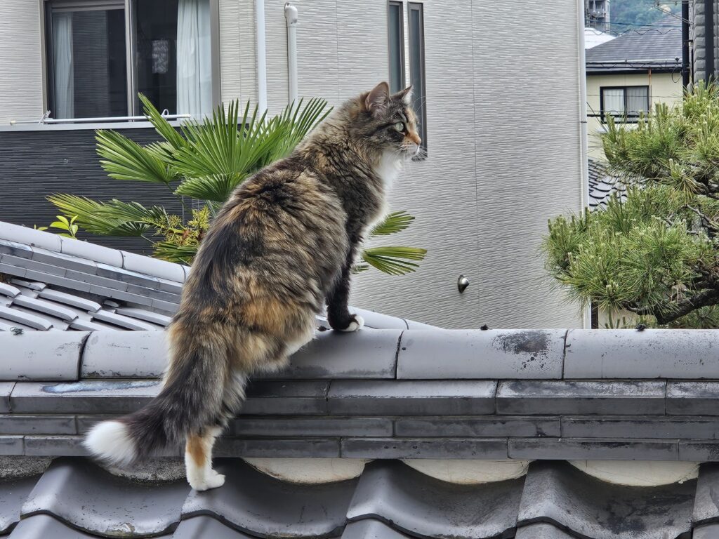猫達の生活区域