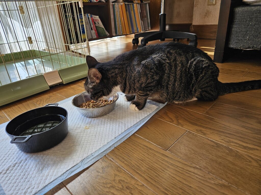 カリカリ食べる太郎君