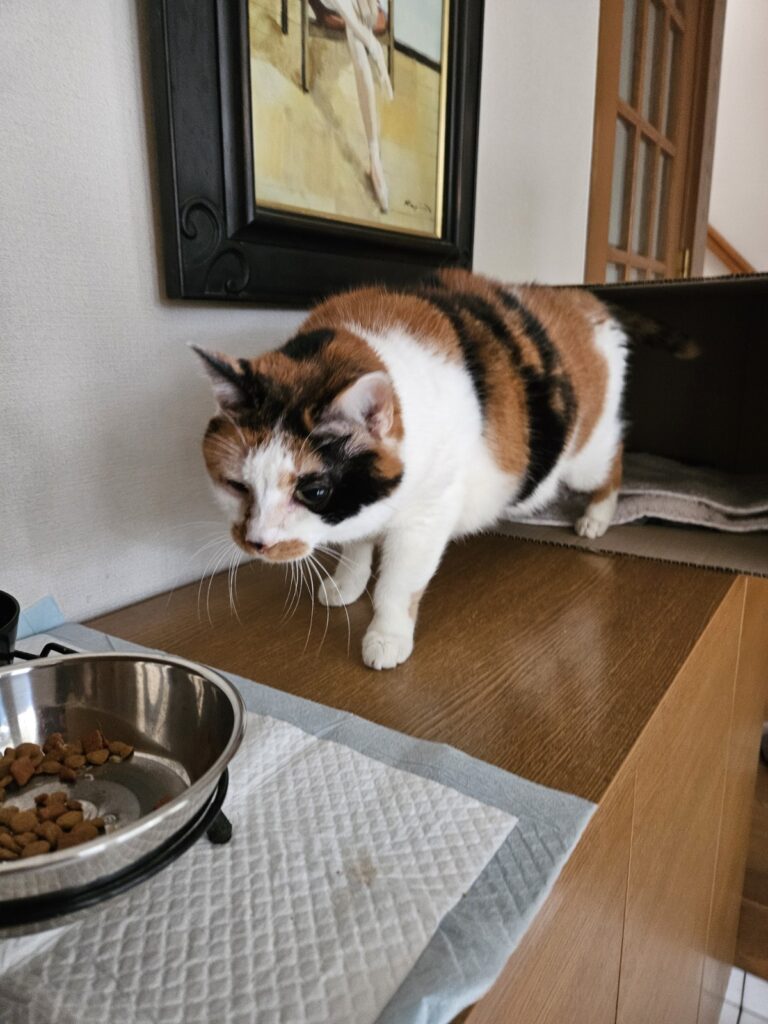 玄関で生活していた頃の幸子さん