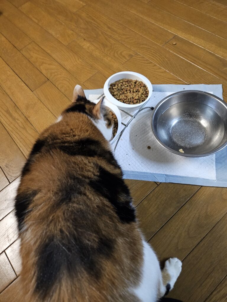 警戒してご飯食べてます