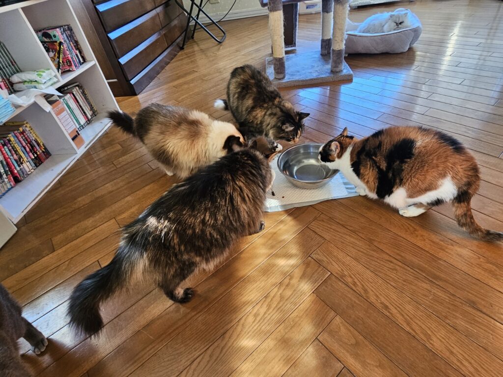 毛背中の毛が逆立ってる幸子さん