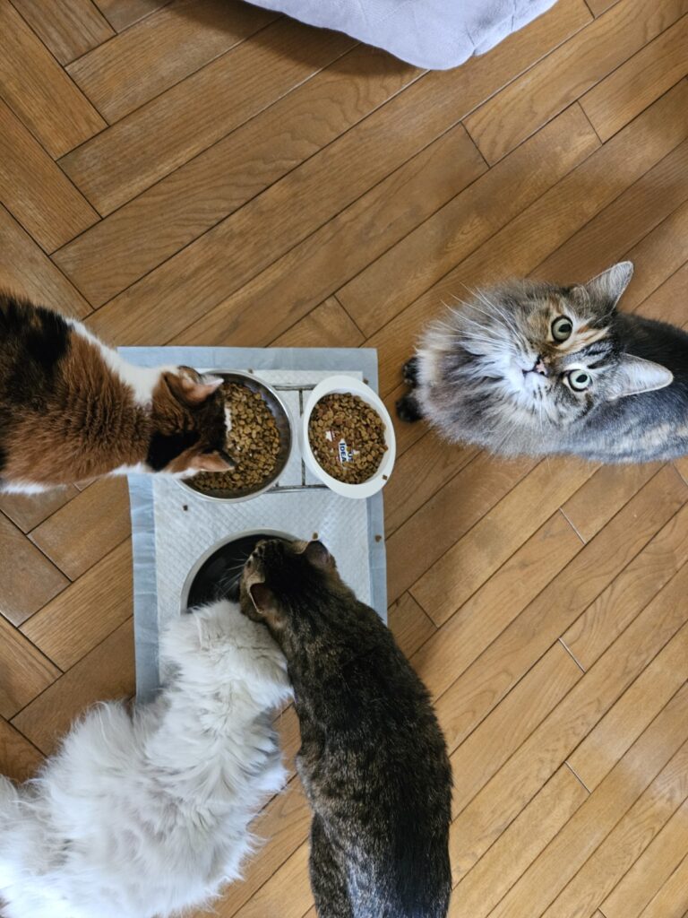 クロもびっくり幸子さんの成長